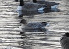 Pink-Footed Goose (32)