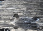 Pink-Footed Goose (33)