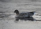 Pink-Footed Goose (37)