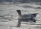 Pink-Footed Goose (38)