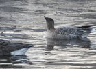 Pink-Footed Goose (39)