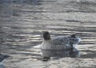 Pink-Footed Goose (40)