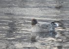 Pink-Footed Goose (41)