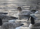 Pink-Footed Goose (45)