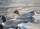 Pink-Footed Goose (46)