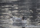 Pink-Footed Goose (49)