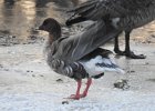 Pink-Footed Goose (5)