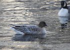 Pink-Footed Goose (51)