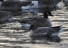 Pink-Footed Goose (52)