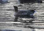 Pink-Footed Goose (55)