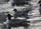 Pink-Footed Goose (57)