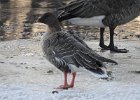 Pink-Footed Goose (6)
