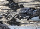 Pink-Footed Goose (68)