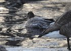 Pink-Footed Goose (69)
