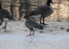 Pink-Footed Goose (7)