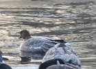 Pink-Footed Goose (71)