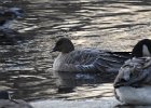 Pink-Footed Goose (72)