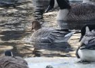 Pink-Footed Goose (74)