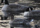 Pink-Footed Goose (75)