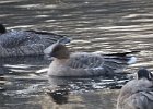 Pink-Footed Goose (76)
