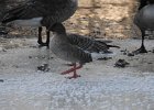 Pink-Footed Goose (8)
