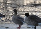 Pink-Footed Goose (9)