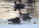 Pink-Footed Goose (92)