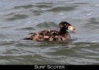 001 - 51 Surf Scoter