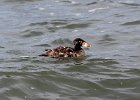 101Surf Scoter