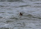 Surf Scoter (1)