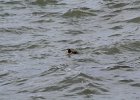 Surf Scoter (10)