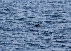 Surf Scoter (11)