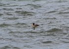 Surf Scoter (12)