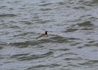 Surf Scoter (13)