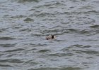 Surf Scoter (14)