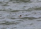 Surf Scoter (15)