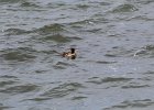 Surf Scoter (16)