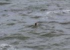 Surf Scoter (17)