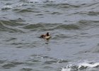 Surf Scoter (18)