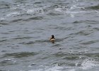 Surf Scoter (19)