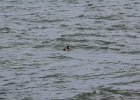 Surf Scoter (2)