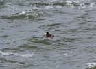 Surf Scoter (20)