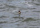 Surf Scoter (21)