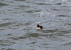 Surf Scoter (22)