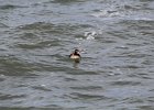 Surf Scoter (23)