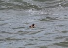 Surf Scoter (24)