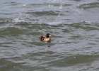Surf Scoter (25)