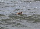 Surf Scoter (26)