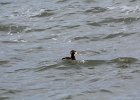 Surf Scoter (27)
