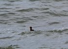 Surf Scoter (29)